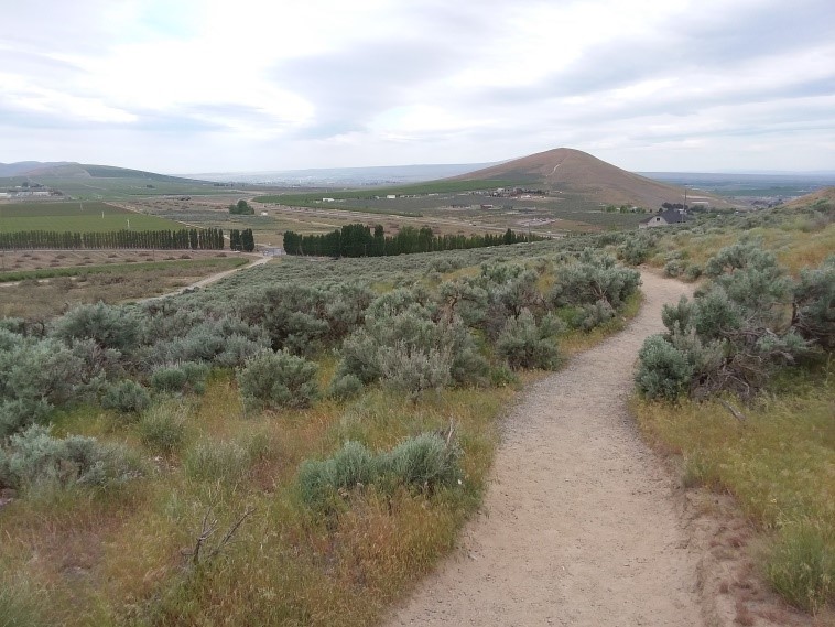 Badger Mountain Skyline Trail — Washington Trails Association